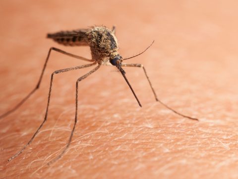 Gyógyszerrel csökkentették a szúnyogok „vérszomját”