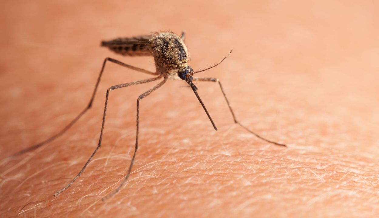 Gyógyszerrel csökkentették a szúnyogok “vérszomját”