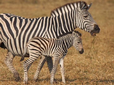Végre megfejthették, miért csíkosak a zebrák
