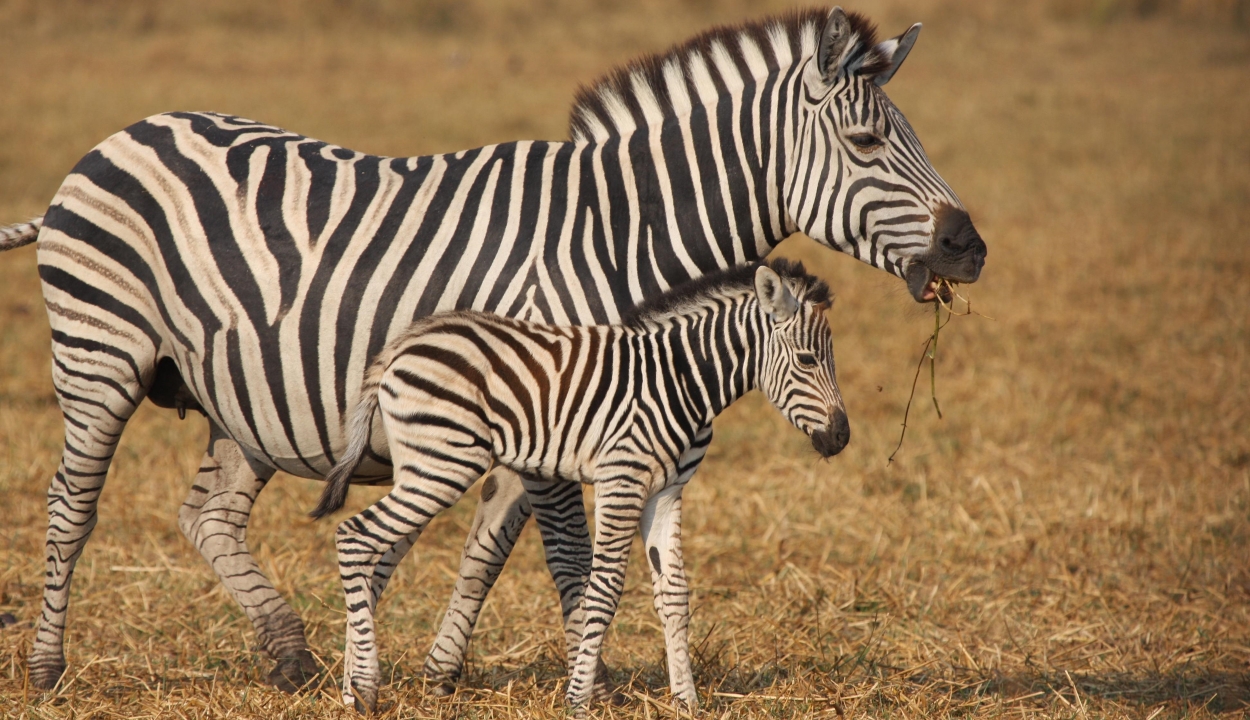 Kiderült, mire szolgálhatnak a zebrák csíkjai