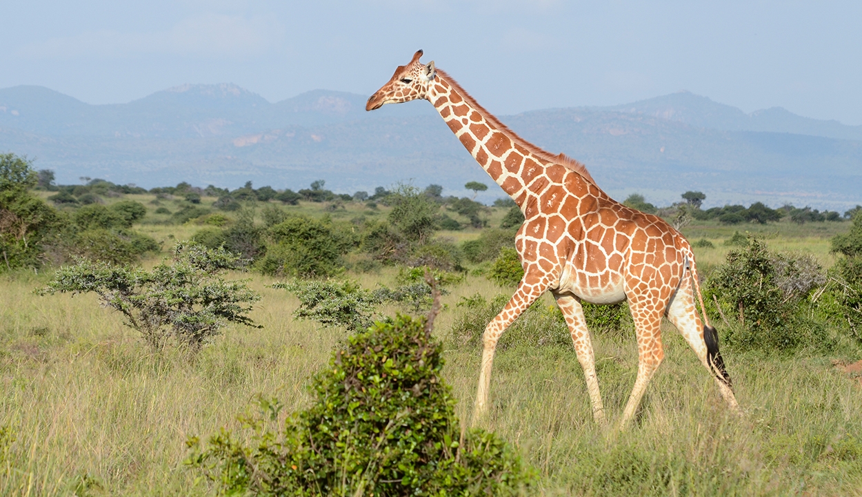 Kihalás fenyegeti a zsiráfokat