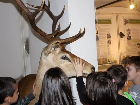 Adományokból gyarapodik a vadászmúzeum