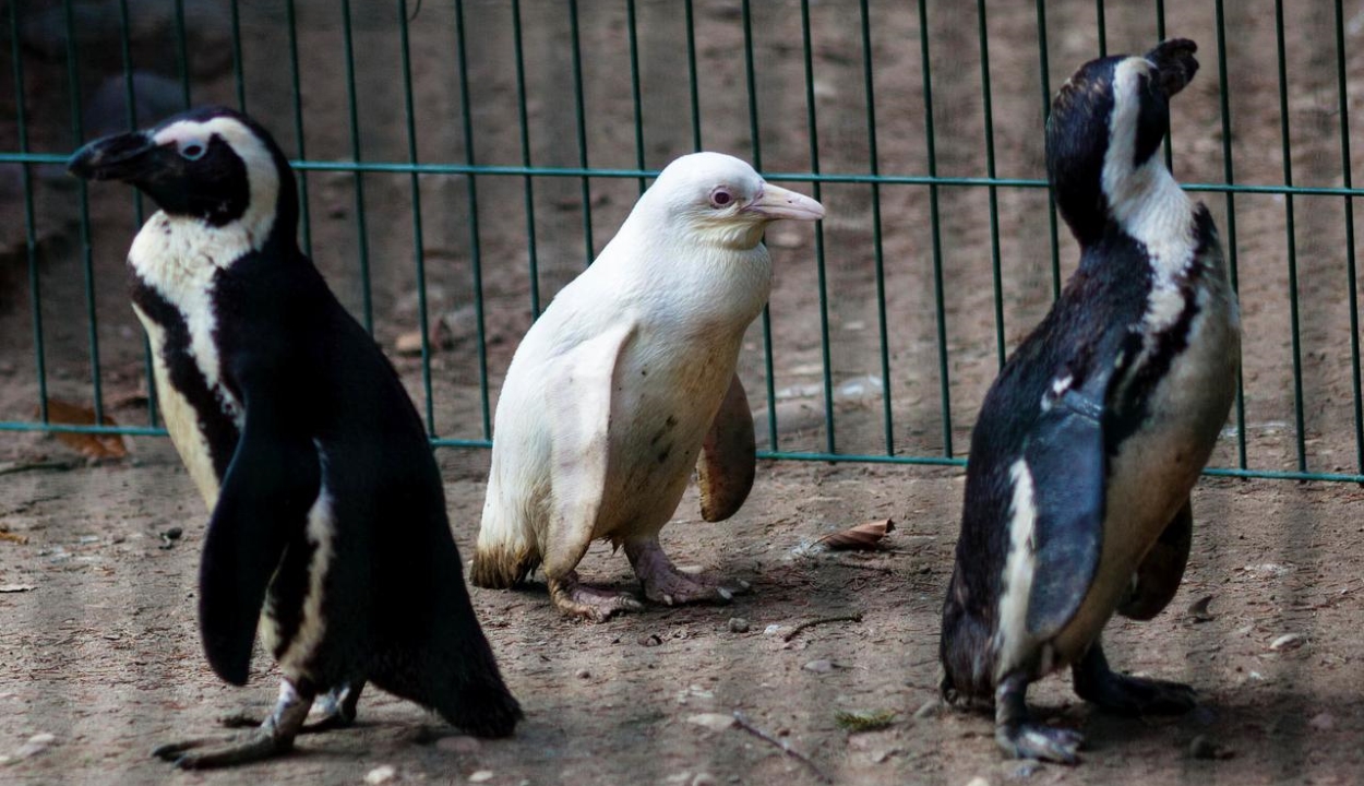 Albínó pingvin született egy lengyel állatkertben