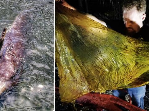 Negyven kilogramm műanyag zacskót találtak egy bálna gyomrában