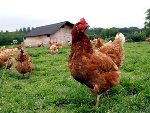 Összefogtak a tyúkok és megölték a rókát egy francia gazdaságban