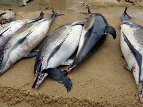Soha ennyi delfintetemet nem vetett még partra a víz Franciaországban