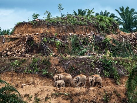 A világ több mint 1200 állatfaját fenyegeti kihalás