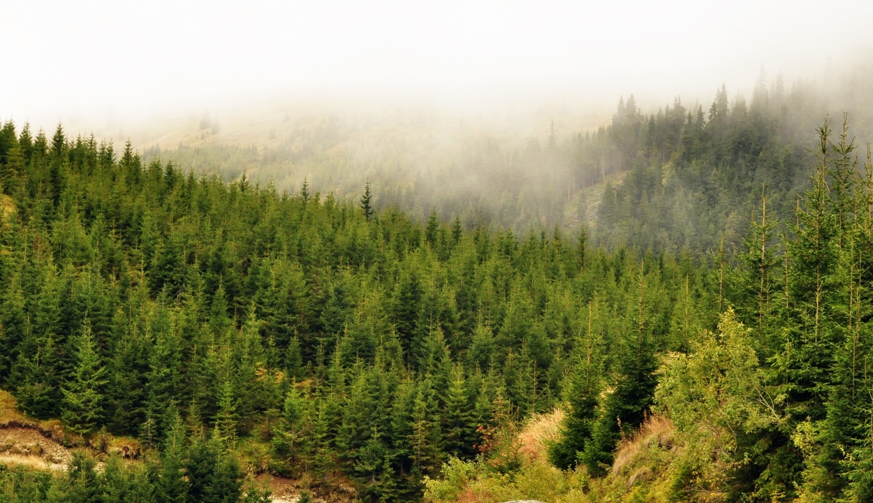 Csaknem 14 ezer hektáros területet erdősített újra idén a Romsilva