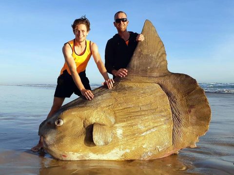 Egy óriási holdhal tetemét sodorta partra a víz egy dél-ausztráliai strandon