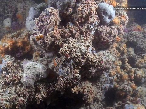 Különleges korallzátonyt fedeztek fel Olaszország partjainál