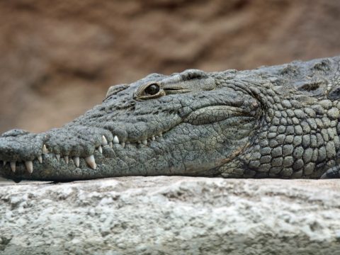 Erdélyi tudós fedezte fel: az őskori madarak krokodilokkal osztották meg fészküket