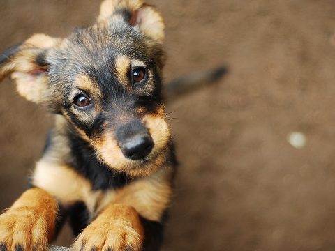 A földi mágneses mező segítheti a kutyákat a tájékozódásban