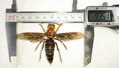 A világ eddig ismert legnagyobb lódarazsait találták meg