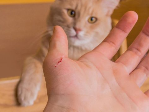 Mentális zavarokat okozott a macskakarmolás egy amerikai tinédzsernél