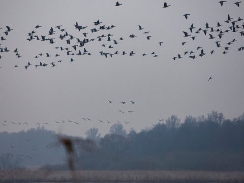 Vészesen csökken a madárpopuláció Európában