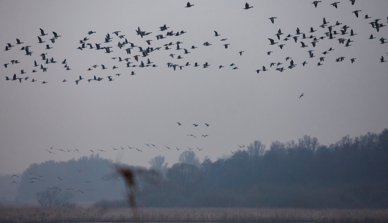 Vészesen csökken a madárpopuláció Európában