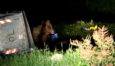 Elővigyázatosságra intenek a Sepsiszentgyörgy környékén bóklászó medvék miatt