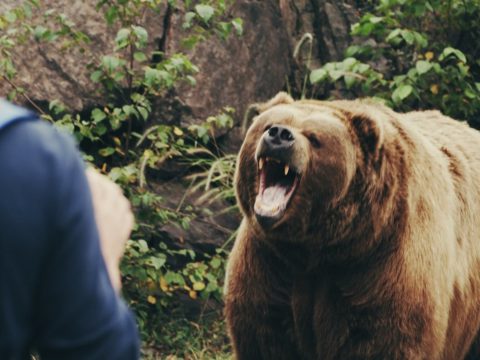 Külföldi turistákra támadt a medve a Fogarasi-havasokban