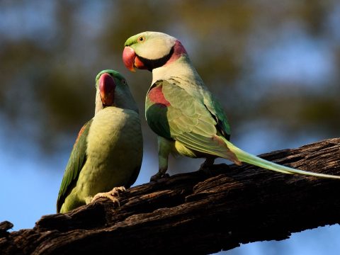 Drogfüggő papagájok pusztítják a máktermést Indiában