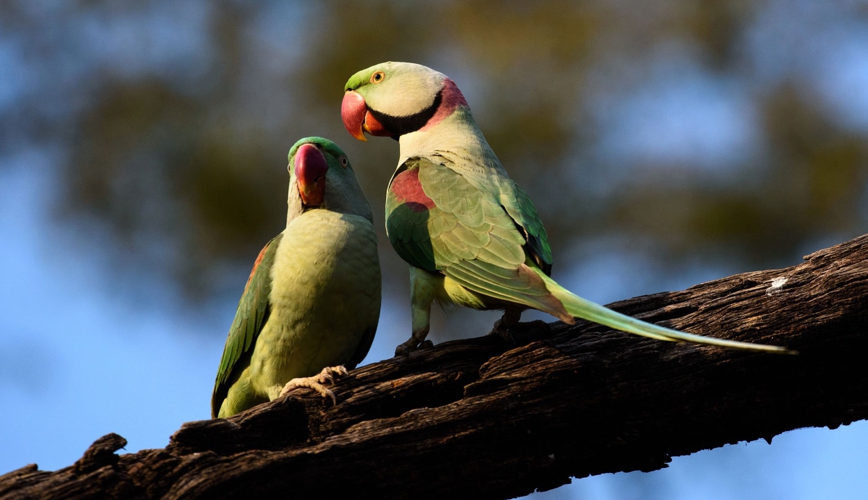 Drogfüggő papagájok pusztítják a máktermést Indiában