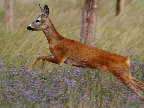 Több tucat őzet, szarvast és más vadállatot mérgeztek meg Arad megyében
