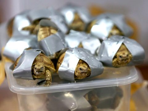 Több mint 1500, ragasztószalaggal körbetekert teknőst foglaltak le Manilában