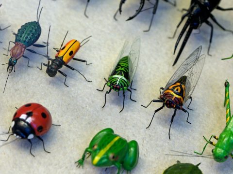 Több mint száz új rovarfajt fedeztek fel egy indonéz szigeten