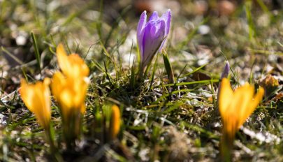 Hétvégétől tavasziasra fordul az időjárás