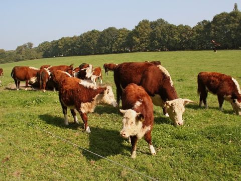 Vécére szoktatják a marhákat Hollandiában