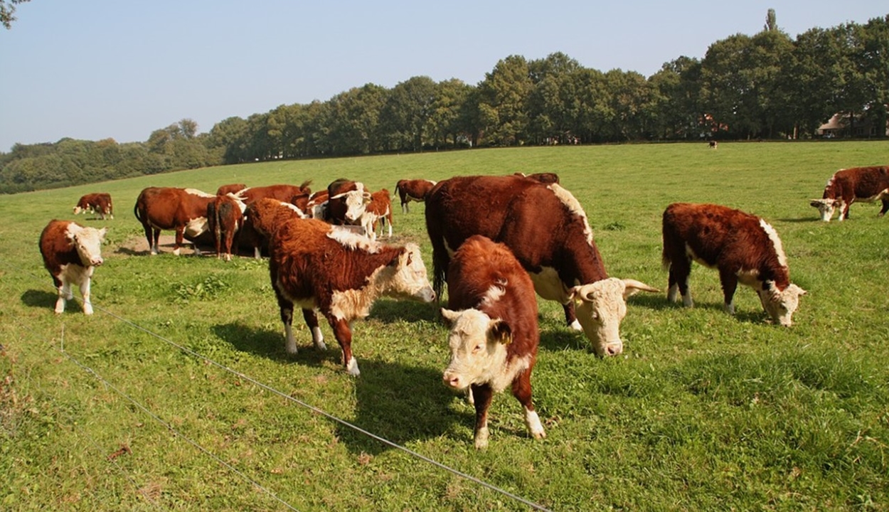 Vécére szoktatják a marhákat Hollandiában
