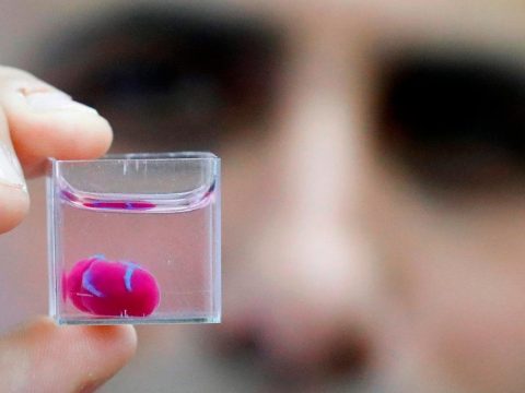 Sejtekkel és véredényekkel is rendelkező szívet nyomtattak izraeli tudósok