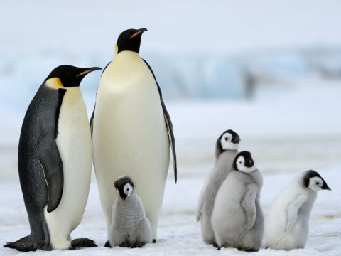 Kihalhat a császárpingvin az évszázad végére