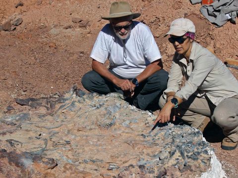 Óriási dinoszaurusztemetőre bukkantak Argentínában