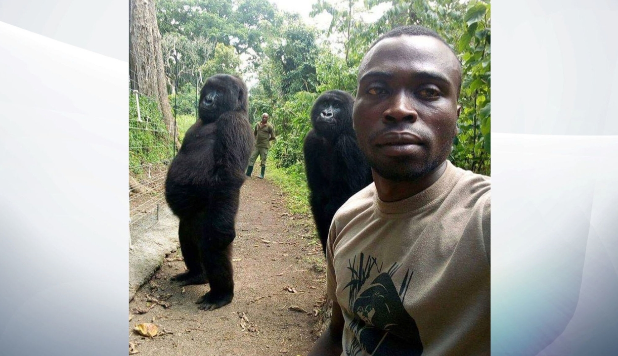 Szelfihez pózolt a két gorilla