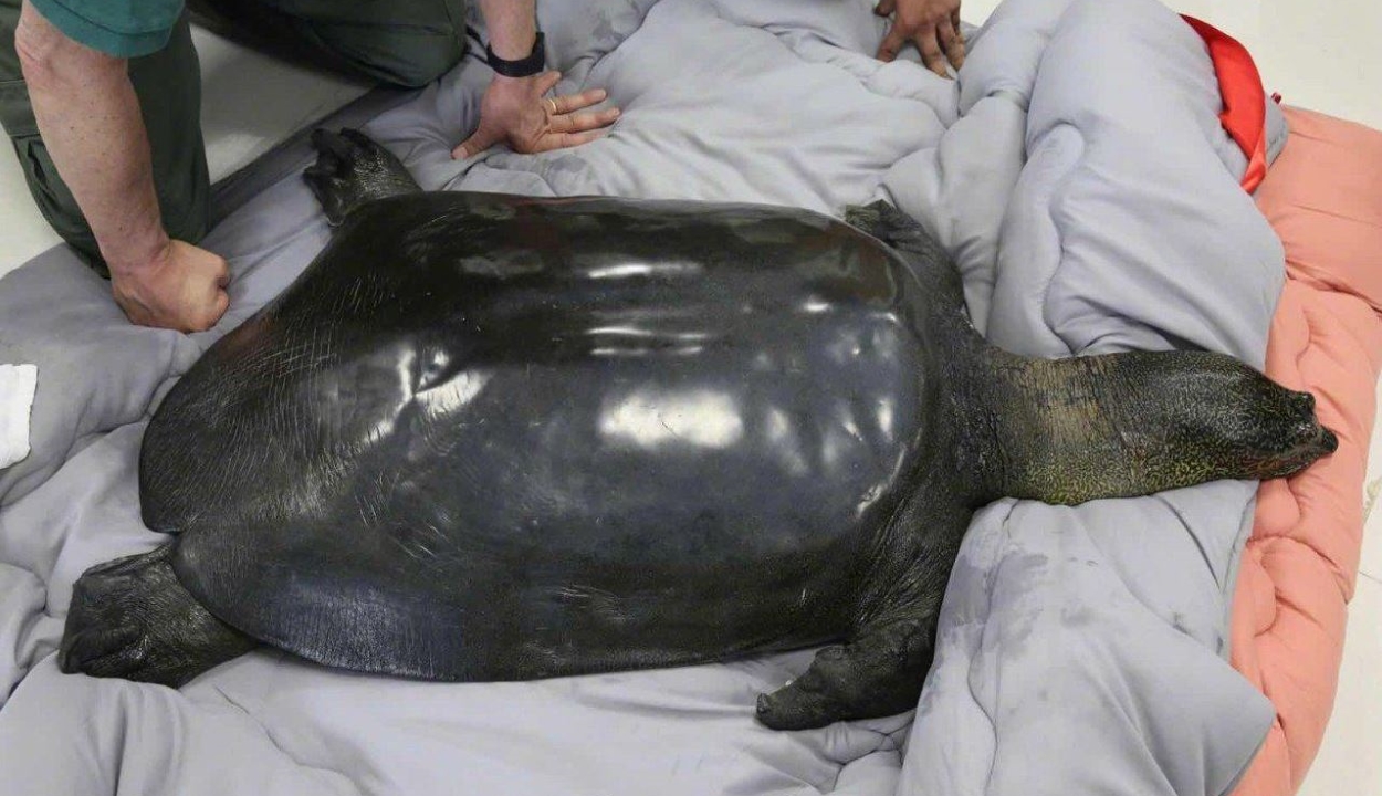 Elpusztult a világ egyik legritkább teknősfajának utolsó ismert nősténye