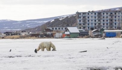 Elkóborolt jegesmedve keltett riadalmat Oroszországban