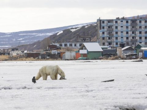 Elkóborolt jegesmedve keltett riadalmat Oroszországban