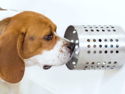 A kutyák képesek vérminta alapján kiszagolni a rákot