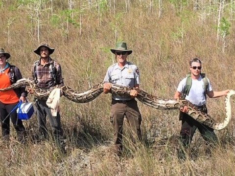 Rekordméretű pitont fogtak el Floridában