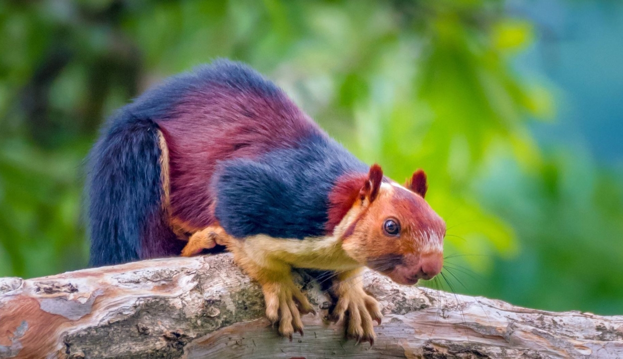 Különleges mókust fotóztak Indiában