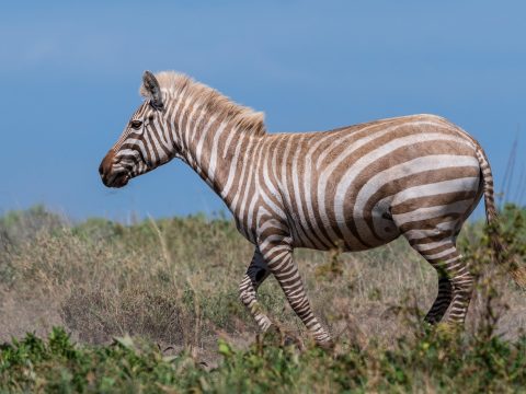 Rendkívül ritka, szőke zebrát fotóztak