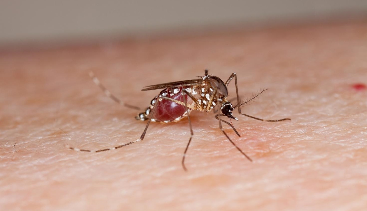 Rájöttek a tudósok, hogyan lehet kiirtani a halálos vírusokat terjesztő szúnyogokat