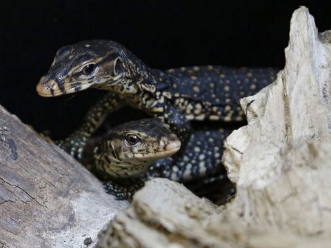 Szűznemzéssel adhatott életet négy utódjának a pécsi állatkert varánusza