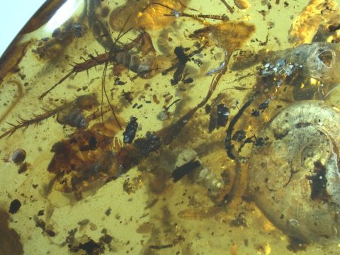 Csaknem 100 millió éves, tengeri puhatestűt magába záró borostyánkövet találtak