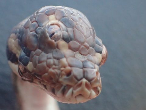 Ritka, háromszemű kígyóra bukkantak Ausztráliában
