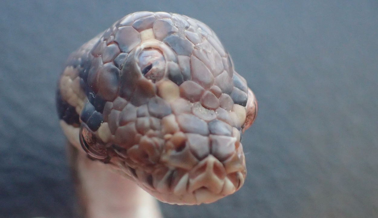 Ritka, háromszemű kígyóra bukkantak Ausztráliában