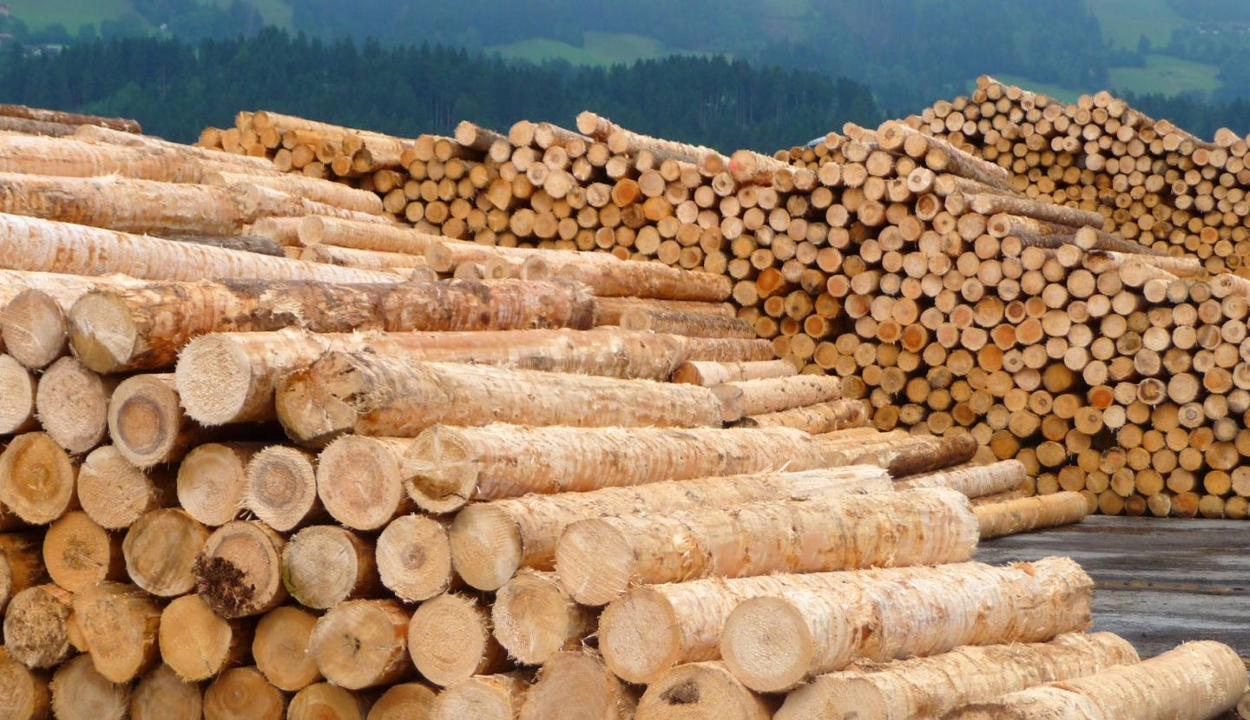 Tíz évre megtiltják a rönkfa kivitelét az EU-n kívüli országokba