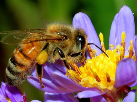 Támogatás hiányára panaszkodnak a méhészek