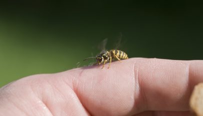 Mi a teendő darázscsípés esetén?