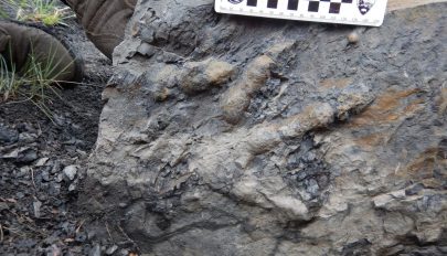 Százmillió éves dinoszaurusz lábnyomaira bukkantak Kínában